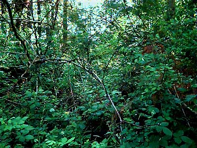 forest understory with invasive blackberry Rubus discolor, Ford Prairie, Grays Harbor County, Washington