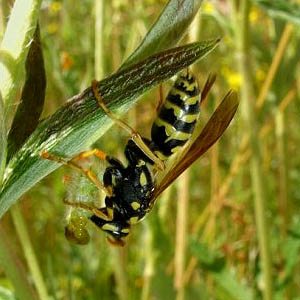 vespid wasp in Ford Prairie, Grays Harbor County, Washington