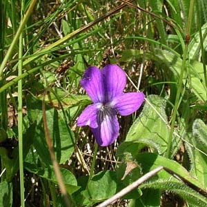 violet Viola adunca in Ford Prairie, Grays Harbor County, Washington