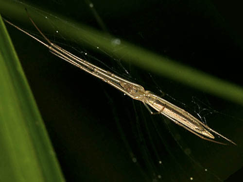 Tetragnatha caudata in web over marsh, Morse Wildlife Preserve, Pierce County, Washington