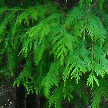 western red cedar foliage, Thuja plicata, Foster Island, Washington Park Arboretum, Seattle