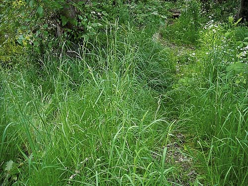riparian tall grass habitat, Foster Island, Washington Park Arboretum, Seattle