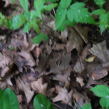 oak leaf litter, Foster Island, Washington Park Arboretum, Seattle