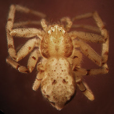 crab spider Philodromus sp. (imbecillus group) from willow swamp, Foster Island, Washington Park Arboretum, Seattle
