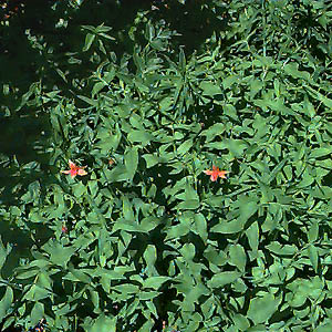 Tiger lily Columbia lily Lilium columbianum, West Fork of French Cabin Creek, Kittitas County, Washington