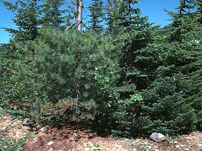 Young pine and true fir, West Fork of French Cabin Creek, Kittitas County, Washington