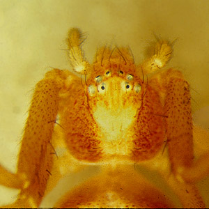 photomicrograph of Philodromus rufus crab spider collected at Fort Ebey, Whidbey Island, Washington in 1987
