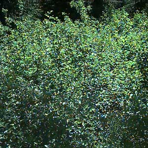 Alnus sinuata thicket, West Fork of French Cabin Creek, Kittitas County, Washington