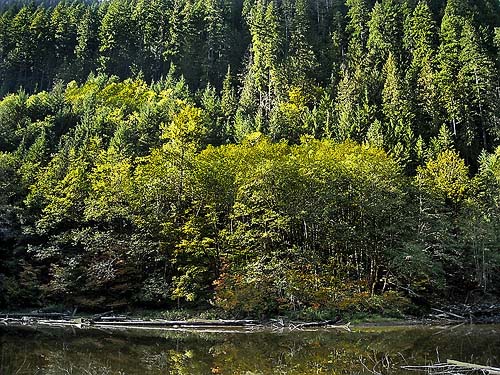 Riparian alder grove on far shore of Frog Lake, Snohomish County, Washington