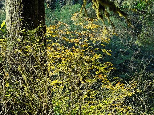Vine maple Acer circinatum, Frog Lake, Snohomish County, Washington