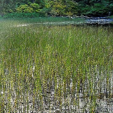 Equisetum horsetail marsh exposed by low water level, Frog Lake, Snohomish County, Washington