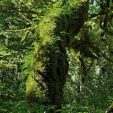 Mossy trunk of dead maple at Frog Lake, Snohomish County, Washington