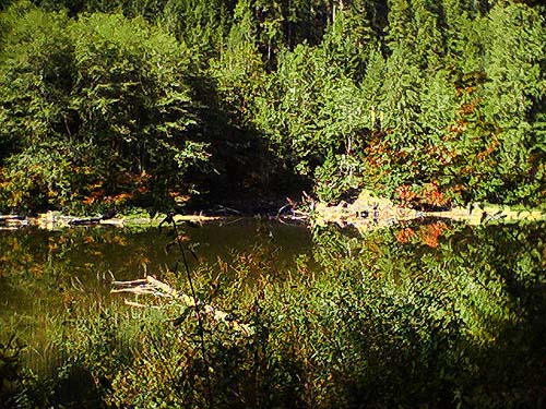 Reflections in Frog Lake, Snohomish County, Washington