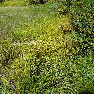 Sedge Carex sp. at landward edge of lake-ringing marsh, Frog Lake, Snohomish County, Washington