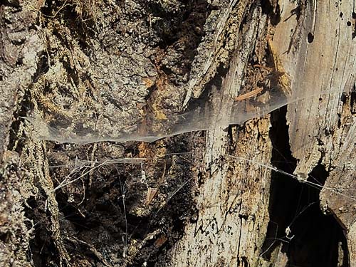 web of sheet web weaving spider Neriene digna Linyphiidae in tree hollow, Frog Lake, Snohomish County, Washington