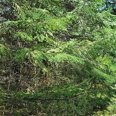 Douglas-fir foliage Pseudotsuga menziesii, prairie remnant sites near Gate, Thurston County, Washington