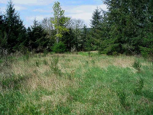 smaller high quality site, prairie remnant sites near Gate, Thurston County, Washington