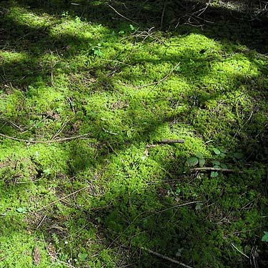 moss on forest floor, prairie remnant sites near Gate, Thurston County, Washington