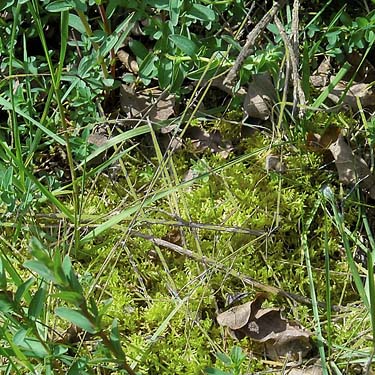moss in grass clump, prairie remnant sites near Gate, Thurston County, Washington