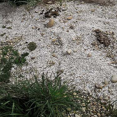 possible shell midden, prairie remnant sites near Gate, Thurston County, Washington