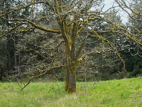 large Garry oak tree Quercus garryana, prairie remnant sites near Gate, Thurston County, Washington
