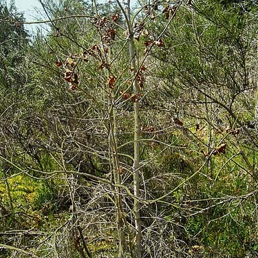 young Garry oak Quercus garryana reproducing in degraded prairie remnant  near Gate, Thurston County, Washington