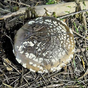 mushroom in Douglas-fir forest, prairie remnant sites near Gate, Thurston County, Washington
