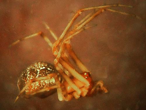 Theridion simile cobweb weaving spider Theridiidae, prairie remnant sites near Gate, Thurston County, Washington