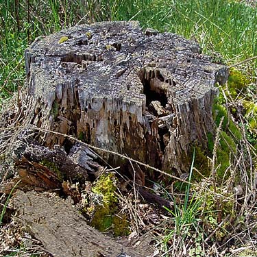 stump in degraded prairie remnant site near Gate, Thurston County, Washington