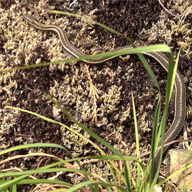 garter snake, S slope of Gee Point, Skagit County, Washington