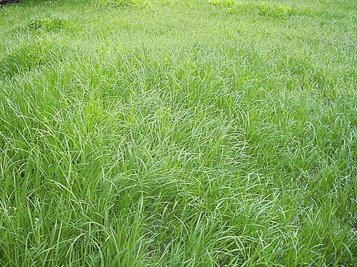 lush grass in high meadow on Gee Point, Skagit County, Washington
