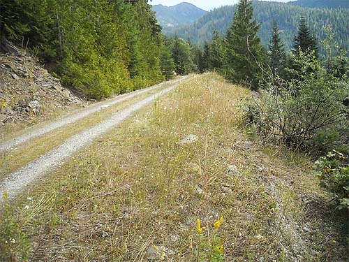 roadside field, S slope of Gee Point, Skagit County, Washington
