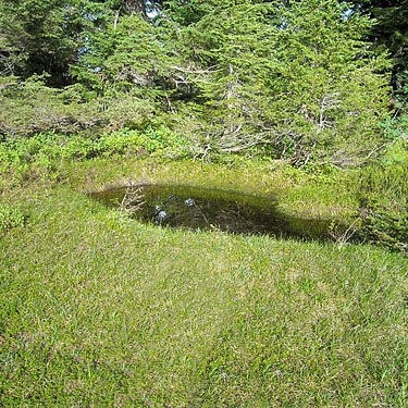 small pool in high meadow on Gee Point, Skagit County, Washington