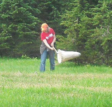 Matisse Lorance sweeping for spiders in high meadow on Gee Point, Skagit County, Washington