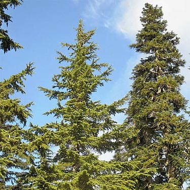 mountain hemlock trees Tsuga mertensiana, high meadow on Gee Point, Skagit County, Washington
