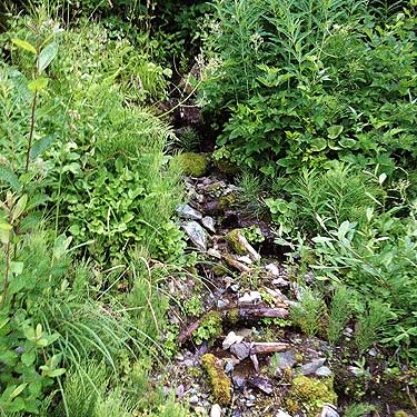 trickle stream near trailhead for Gee Point, Skagit County, Washington