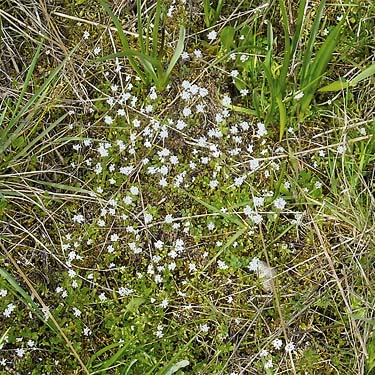 white flowers on prairie surface, prairie remnant sites near Gate, Thurston County, Washington