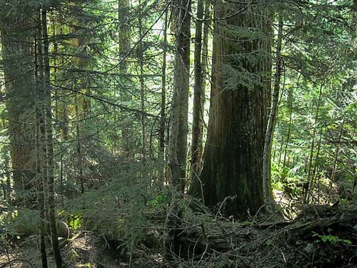old growth western hemlock Tsuga heterophylla, ridge west of Grade Creek, S-central Skagit County, Washington