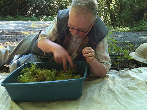 Rod Crawford sifting moss, Suiattle River Road 26 X 2640, Skagit County, Washington