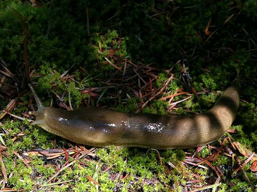 banana slug Ariolimax columbianus, ridge west of Grade Creek, S-central Skagit County, Washington