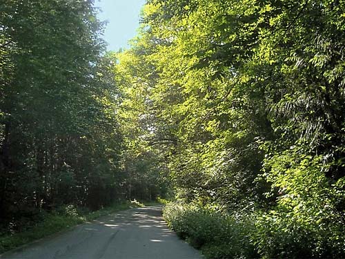 Road and roadside, Suiattle River Road 26 X 2640, Skagit County, Washington
