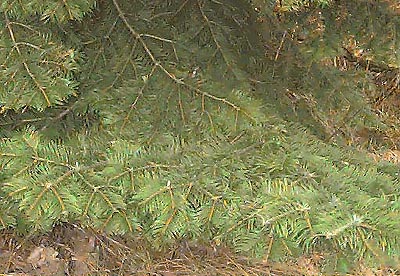 Grand fir Abies grandis foliage, Green Canyon, Kittitas County, Washington