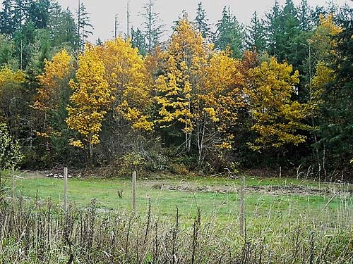 bigleaf maple trees Acer macrophyllum in fall colors, Grovers Creek headwaters area, near Kingston, Washington
