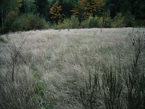 large grassy field at dusk, Grovers Creek headwaters area, near Kingston, Washington