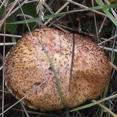 mushroom beside marsh, Grovers Creek headwaters area, near Kingston, Washington
