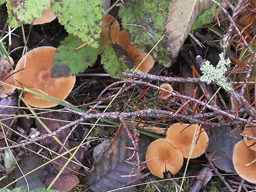 mushrooms beside marsh, Grovers Creek headwaters area, near Kingston, Washington