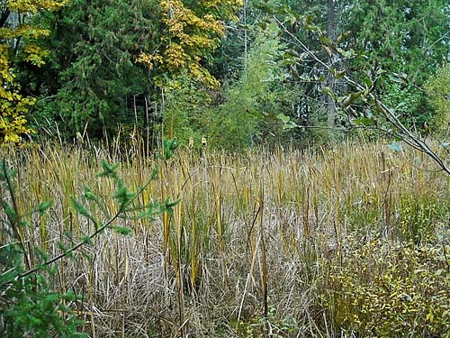 high quality cattail-grass-shrub marsh, Grovers Creek headwaters area, near Kingston, Washington