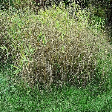 stand of Phragmites australis grass at marsh edge, Grovers Creek headwaters area, near Kingston, Washington