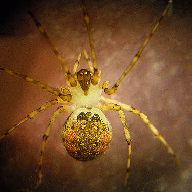 female cobweb spider Theridion tinctum from Arness Beach Park near Kingston, Washington