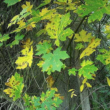 bigleaf maple Acer macrophyllum leaves turning color, Grovers Creek headwaters area, near Kingston, Washington